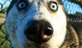 二狗爆料王小贱视频,王小贱视频背后的惊人真相